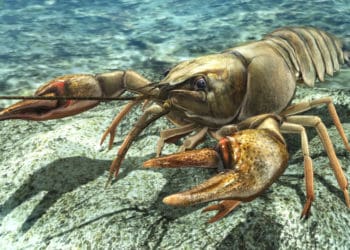 На водоймах України дозволено ловити раків