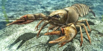 На водоймах України дозволено ловити раків