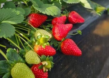 На Тернопільщині в промислових розмірах вирощуватимуть садову суницю