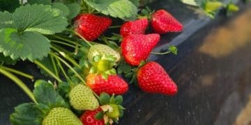 На Тернопільщині в промислових розмірах вирощуватимуть садову суницю