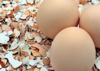 яєчна шкаралупа