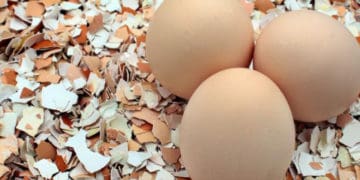 яєчна шкаралупа