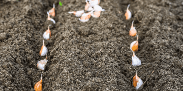 посадка озимого часнику та цибулі