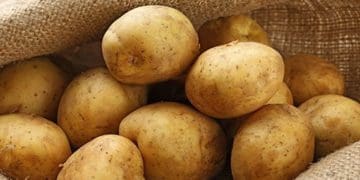 зберігання картоплі