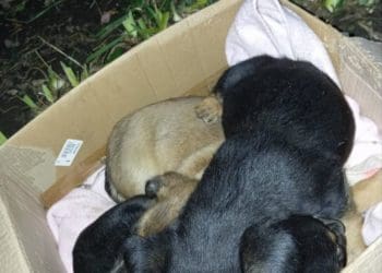 Біля каплички неподалік Тернополя викинули трьох цуценят