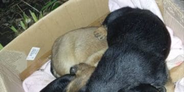 Біля каплички неподалік Тернополя викинули трьох цуценят