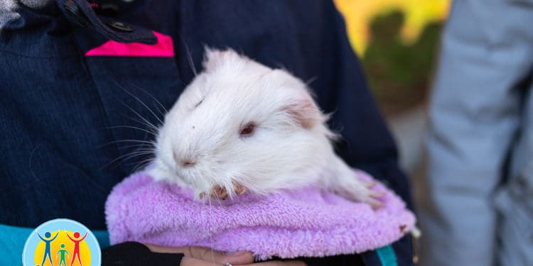 У Тернополі відбувся перший забіг “ВусоЛапоХвіст” з домашніми улюбленцями