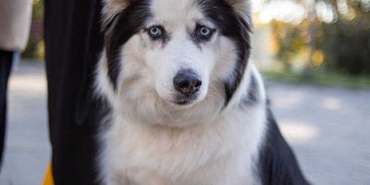 У Тернополі відбувся перший забіг “ВусоЛапоХвіст” з домашніми улюбленцями