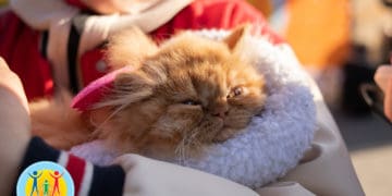 забіг "ВусоЛапоХвіст"