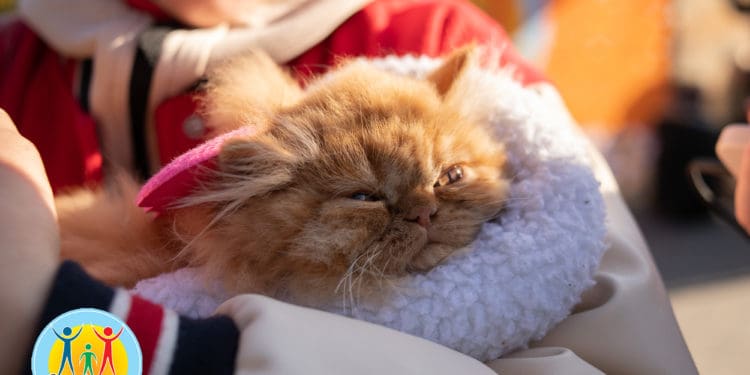 забіг "ВусоЛапоХвіст"