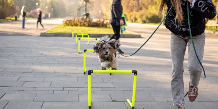 У Тернополі відбувся перший забіг “ВусоЛапоХвіст” з домашніми улюбленцями