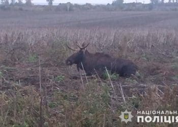 На Лановеччині під колеса автомобіля потрапив лось
