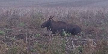 На Лановеччині під колеса автомобіля потрапив лось