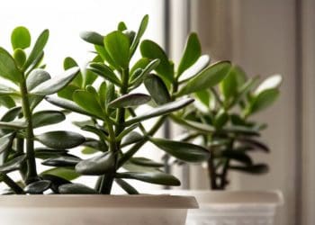 догляд за грошовим деревом