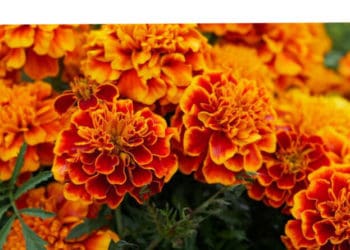 Чорнобривці