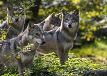 зграю вовків