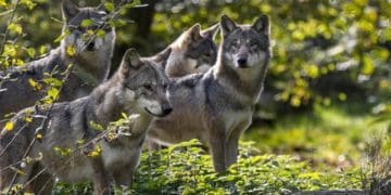 зграю вовків