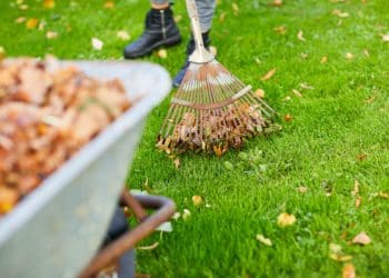 підготовка газону до зими