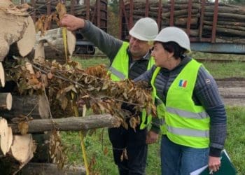 Агенти УЕБ проконтролювали відвантаження реалізованої необробленої деревини на Тернопільщині