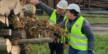 Агенти УЕБ проконтролювали відвантаження реалізованої необробленої деревини на Тернопільщині