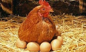 корм для курей