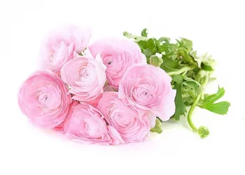 РАНУНКУЛЮС CL ROSE ROSADO