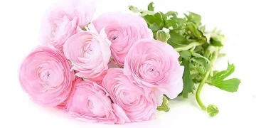 РАНУНКУЛЮС CL ROSE ROSADO