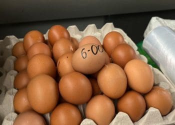 ціна на яйця