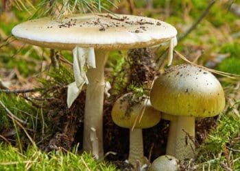 Причиною отруєння восьми дітей на Тернопільщині стала бліда поганка