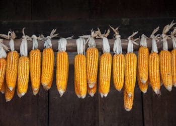 кукурудзяні качани