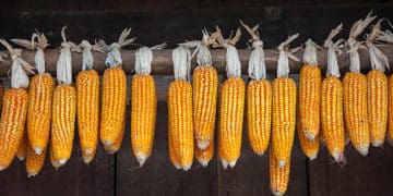 кукурудзяні качани