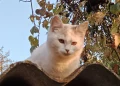 Кіт