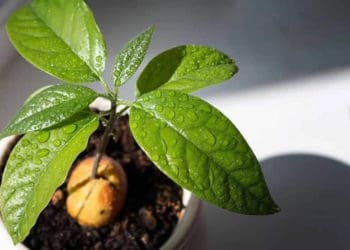 виростити авокадо