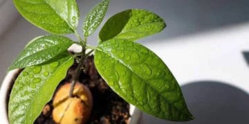 виростити авокадо