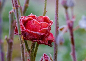 зимівля троянд