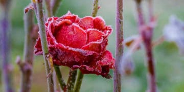 зимівля троянд