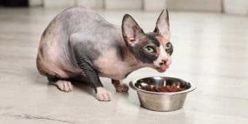 Сфінкс корм