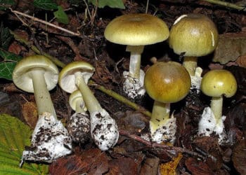 отруйними грибами