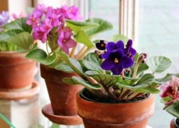 делікатного догляду