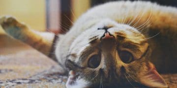 Як виявити вагітність у кішки