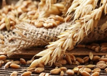 Посівалки для дітей та дорослих на 1 січня: ТОП 10 засівалок, які легко вивчити