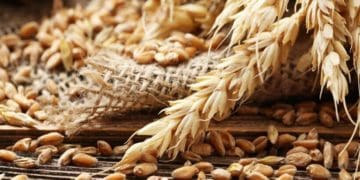 Посівалки для дітей та дорослих на 1 січня: ТОП 10 засівалок, які легко вивчити