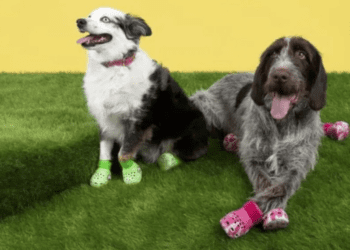 Взуття для собаки чи цуценя: за та проти