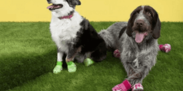 Взуття для собаки чи цуценя: за та проти