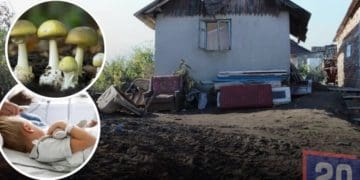 отруєння грибами