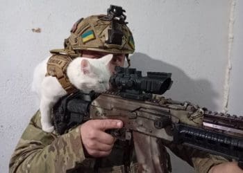 кішку Зефірку