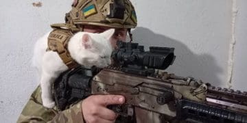 кішку Зефірку