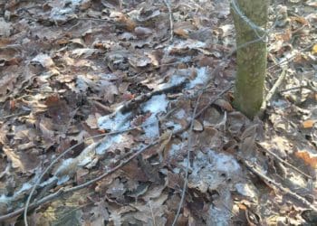 браконьєрські пастки