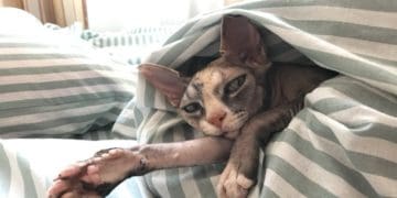 сон з домашнім улюбленцем