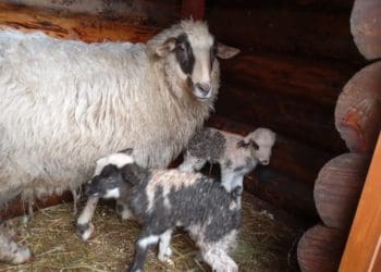 у різдвяній шопці